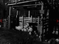 Ghostscape 2: The Cabin